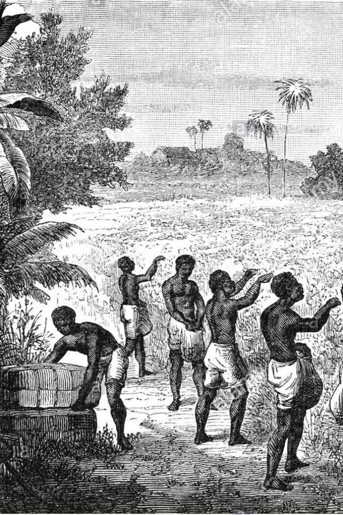 Esclaves dans un champ de coton Gravure sur bois, 1845 Sud des USA