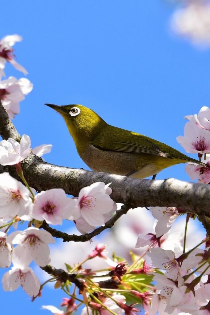 Les paniers japonais