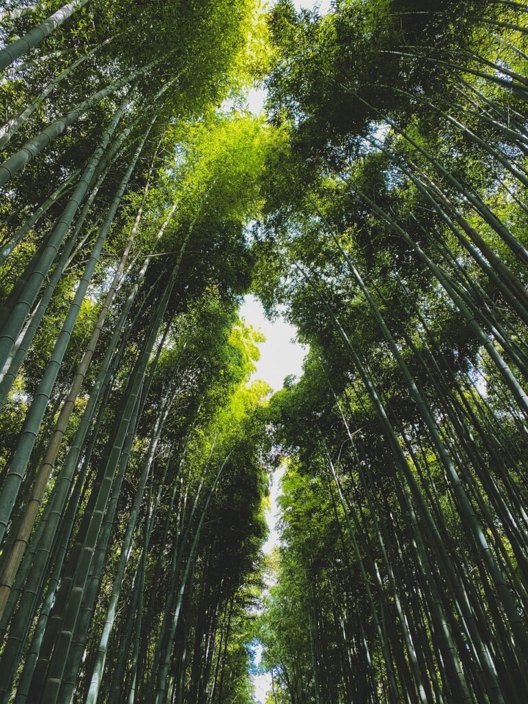 plante bambou